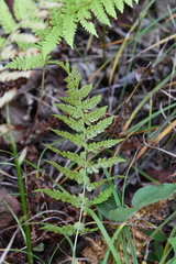 Athyrium yokoscense