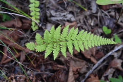 Athyrium yokoscense