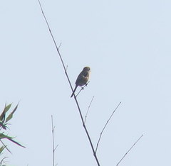 Lanius bucephalus