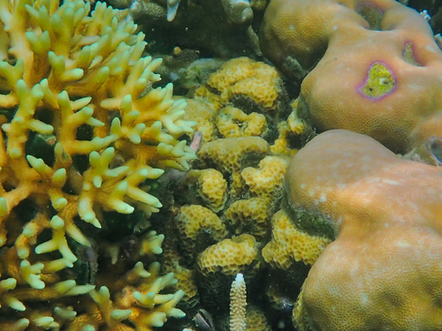 Montipora foveolata observed 2021-10-03