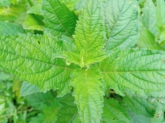 Hyptis capitata
