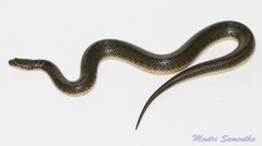 Enhydris subtaeniata