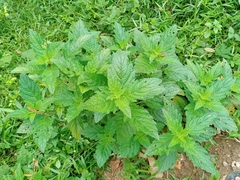 Hyptis capitata