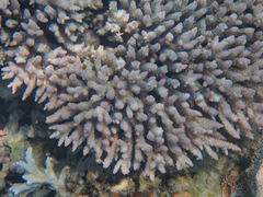 Acropora tenuis
