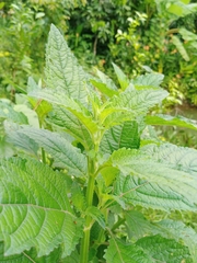 Hyptis capitata