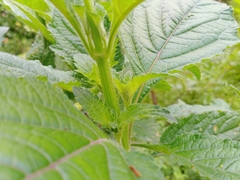 Hyptis capitata