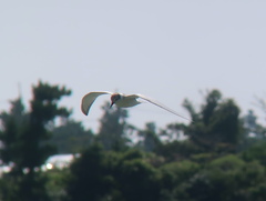 Chlidonias leucopterus