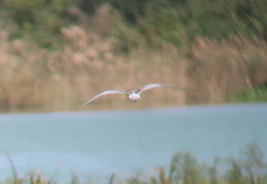 Chlidonias leucopterus