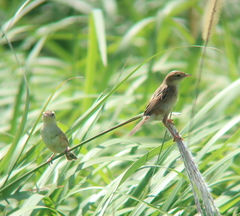 Cisticola juncidis