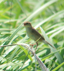 Cisticola juncidis