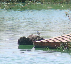 Chlidonias leucopterus