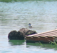 Chlidonias leucopterus