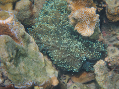 Euphyllia glabrescens