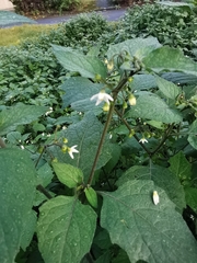 Solanum nigrum