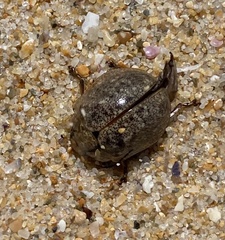 Paropsisterna m-fuscum