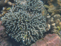 Porites cylindrica