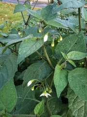 Solanum nigrum