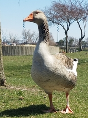 Anser anser domesticus