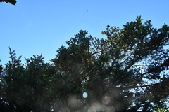 Picea jezoensis jezoensis