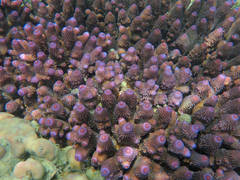 Acropora humilis
