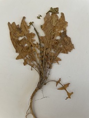 Sisymbrium strictissimum