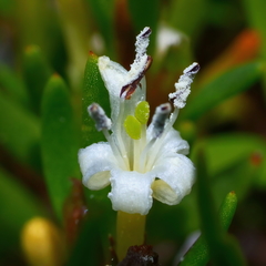Wilsonia backhousei