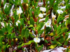 Wilsonia backhousei