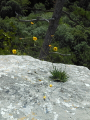Hieracium glaucum