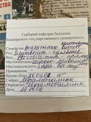 Sisymbrium strictissimum