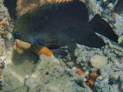 Hemiglyphidodon plagiometopon