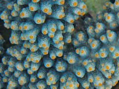 Acropora sarmentosa image