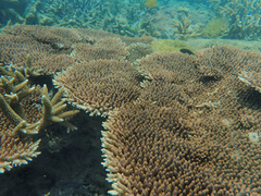 Acropora millepora