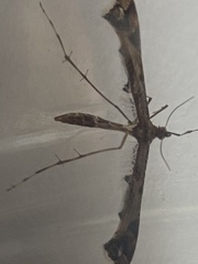 Amblyptilia punctidactyla