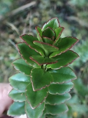 Veronica macrantha brachyphylla