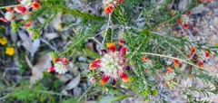 Pultenaea ericifolia