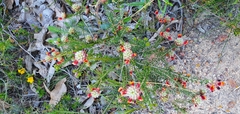 Pultenaea ericifolia