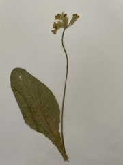 Primula veris macrocalyx