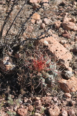 Thelocactus hexaedrophorus