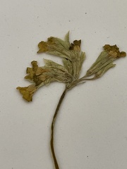 Primula veris macrocalyx