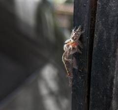 Cnemaspis mysoriensis