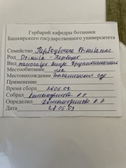 Primula veris macrocalyx