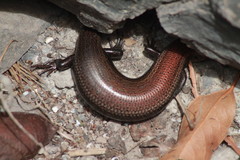 Chalcides coeruleopunctatus
