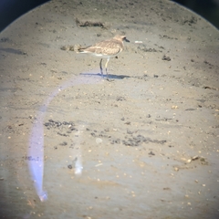 Charadrius leschenaultii