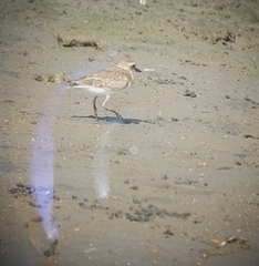 Charadrius leschenaultii
