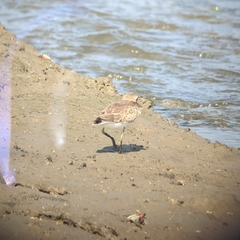 Charadrius leschenaultii