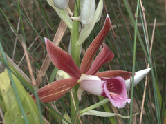 Phaius australis