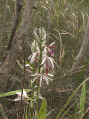 Phaius australis