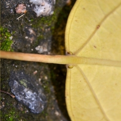 Endospermum chinense