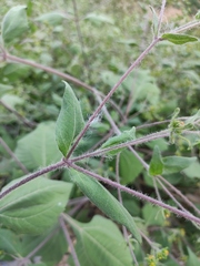 Sigesbeckia pubescens
