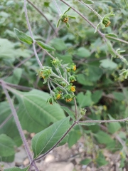 Sigesbeckia pubescens